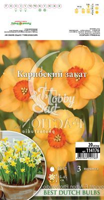  Нарцисс Карибский закат 10/12 (3 шт) мелкокорончатый BDB