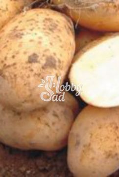 Картофель семенной Артемис ранний (2 Репродукция) (сетка 2 кг/шт) Седек