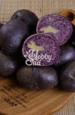 Картофель семенной Фиолетовый (Гурман) среднеранний (Элита) (сетка 2 кг/шт) Седек