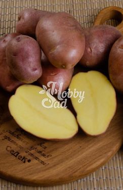 Картофель семенной Краса среднеранний (Элита) (сетка 2 кг/шт) Седек