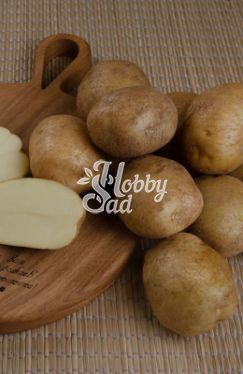 Картофель семенной Лидер среднеранний (Элита) (сетка 2 кг/шт) Седек