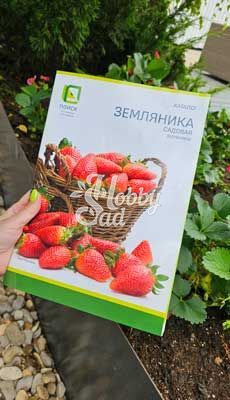 Каталог "Земляника садовая (клубника)" Поиск