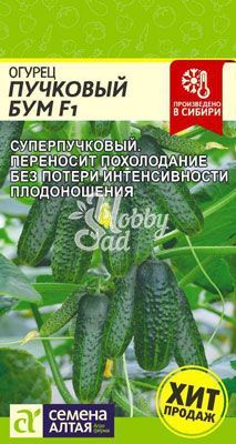 Огурец Пучковый Бум F1 (5 шт) Семена Алтая