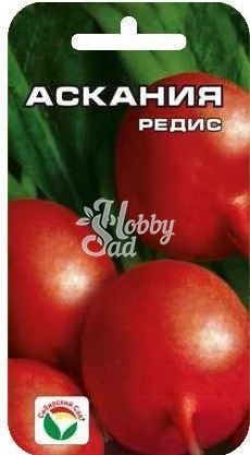 Редис Аскания (2 гр) Сибирский Сад