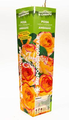 Роза Амбианс Чайно-гибридная (1 шт. в коробке) Семена Алтая