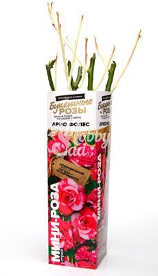 Роза Арио Фолес Спрей (мини-роза) (1 шт. в коробке) Семена Алтая Хит продаж!