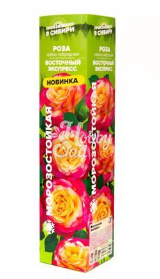Роза Восточный экспресс Чайно-гибридная (1 шт. в коробке) Семена Алтая Новинка!