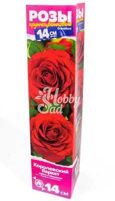 Роза Королевский бархат Чайно-гибридная (1 шт. в коробке) Семена Алтая
