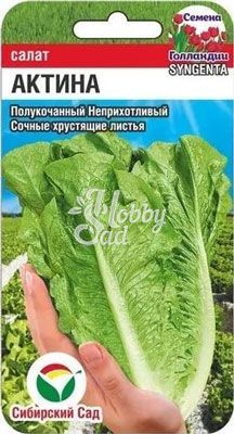 Салат Актина (10 шт) Сибирский Сад