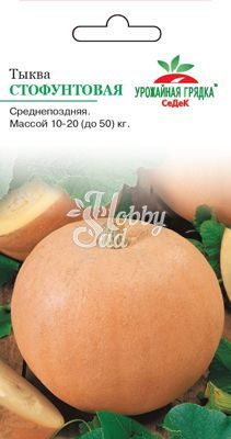 Тыква Стофунтовая (2 г) Седек