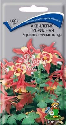 Цветы Аквилегия Кораллово-Жёлтая Звезда гибридная (0,05 г) Поиск