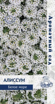 Цветы Алиссум Белое море (0,3 г) Поиск