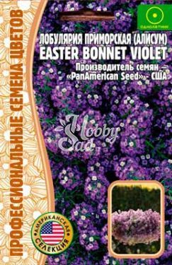 Цветы Алиссум Эстер Боннет Виолет (Easter Bonnet Violet) (лобулярия) (20 шт) ЭКЗОТИКА