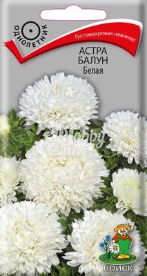 Цветы Астра Балун белая (0,1 г) Поиск