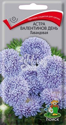 Цветы Астра Валентинов день лавандовая (0,2 г) Поиск