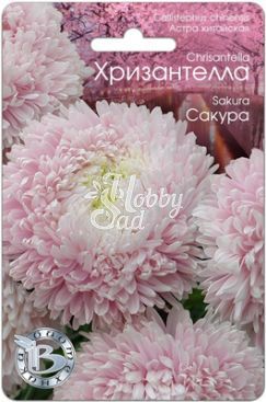 Цветы Астра китайская Хризантелла Сакура (30 шт) Биотехника