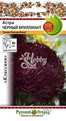 Цветы Астра Черный бриллиант (50 шт) Русский Огород