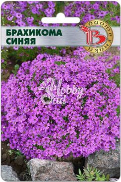 Цветы Брахикома Синяя (200 шт) Биотехника
