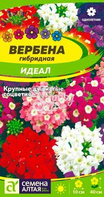 Цветы Вербена Идеал гибридная (0,1 г) Семена Алтая