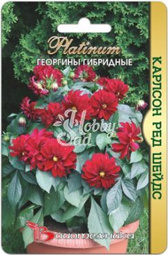Цветы Георгина Карлсон Ред Шейдс гибридные (10 шт) Биотехника