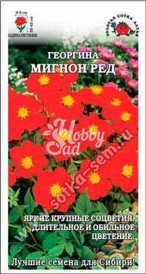 Цветы Георгина Мигнон Ред (0,2 г) Сотка
