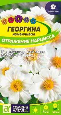 Цветы Георгина Отражение Нарцисса (0,2 г) Семена Алтая