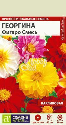 Цветы Георгина Фигаро Смесь махровая (5 шт) Семена Алтая