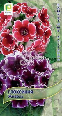 Цветы Глоксиния Жизель (5 шт) Поиск Комнатные