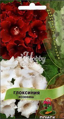 Цветы Глоксиния Жозефина (5 шт) Поиск Комнатные