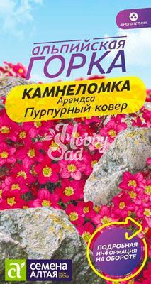 Цветы Камнеломка Пурпурный Ковер Арендса (0,01 г) Семена Алтая серия Альпийская горка