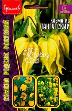 Цветы Клематис Тангутский (Clematis tangutica) (10 шт) ЭКЗОТИКА