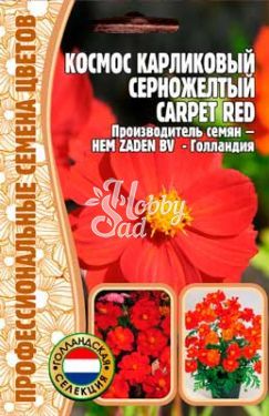 Цветы Космос Карпет Ред карликовый серножёлтый (15 шт) ЭКЗОТИКА