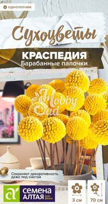 Цветы Краспедия Барабанные палочки шаровидная (0,05 г) Семена Алтая