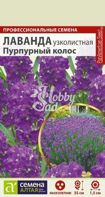 Цветы Лаванда Пурпурный Колос узколистная (5 шт) Семена Алтая