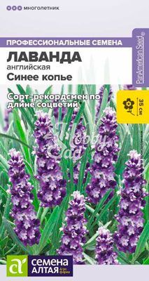 Цветы Лаванда Синее копье узколистная (5 шт) Семена Алтая