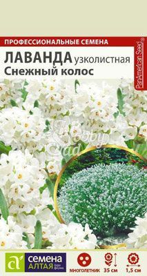 Цветы Лаванда Снежный Колос узколистная (5 шт) Семена Алтая