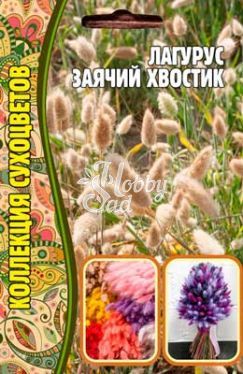 Цветы Лагурус Заячий Хвост (100 шт) ЭКЗОТИКА