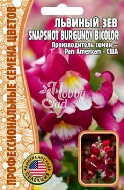 Цветы Львиный Зев Снэпшот Бургунди Биколор (Snapshot Burgundy Bicolor) (5 шт) ЭКЗОТИКА