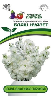 Цветы Маттиола "Бьютифул Парфюм" Блаш Нуазет срезочная махровая (10 шт) Партнер НОВИНКА 2024