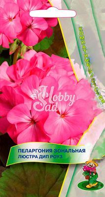Цветы Пеларгония Люстра Дип Роуз зональная (5 шт) Поиск Комнатные