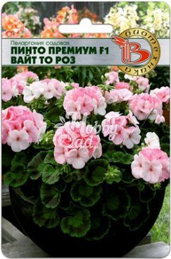 Цветы Пеларгония Пинто Премиум F1 Вайт то Роз садовая (5 шт) Биотехника