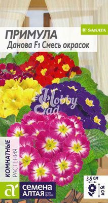 Цветы Примула Данова Смесь окрасок (5 шт) Семена Алтая Комнатные растения