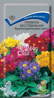 Цветы Примула Крупноцветковая смесь (бесстебельная) (0,04 г) Поиск