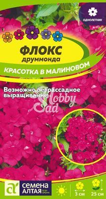 Цветы Флокс Красотка в Малиновом друммонда (0,1 г) Семена Алтая
