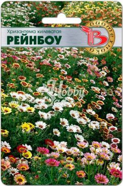 Цветы Хризантема килеватая смесь расцветок Рейнбоу (100 шт) Биотехника