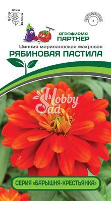 Цветы Цинния "Барышня-Крестьянка" Рябиновая Пастила мариландская махровая (4 шт) Партнер 