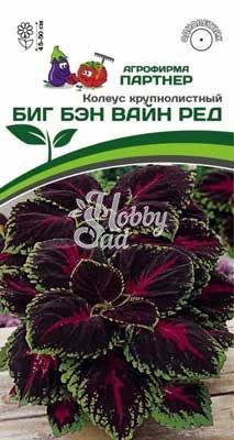Цветы Колеус Биг Бэн Вайн Ред шлемниковидный (5 шт) Партнер НОВИНКА 2024