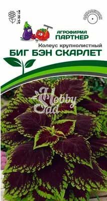 Цветы Колеус Биг Бэн Скарлет шлемниковидный (5 шт) Партнер НОВИНКА 2024