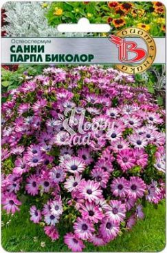 Цветы Остеоспермум Санни Парпл Биколор (5 шт) Биотехника