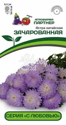 Цветы Астра китайская "С Любовью" Зачарованная (5шт в амп.) Партнер НОВИНКА 2024